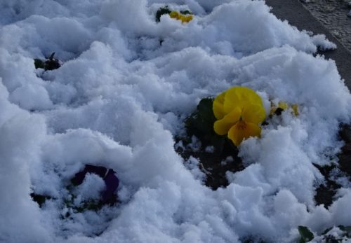 （１月２３日）積もりましたね～
